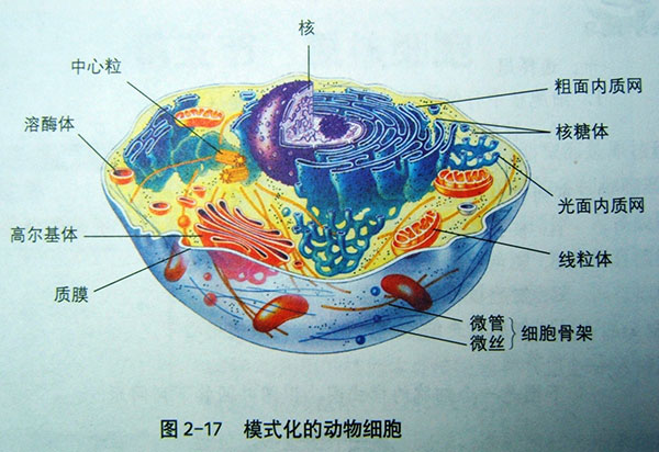 细胞结构图