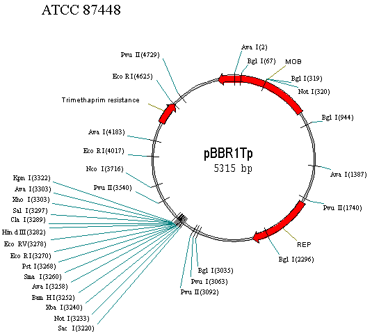 载体库 其他载体 pbbr1tp  基本信息 质粒类型: 克隆载体 载体大小