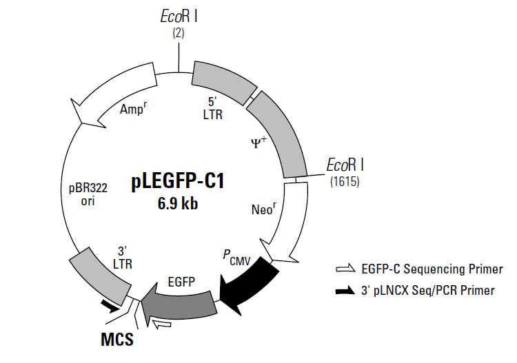 plegfp-c1 质粒图谱