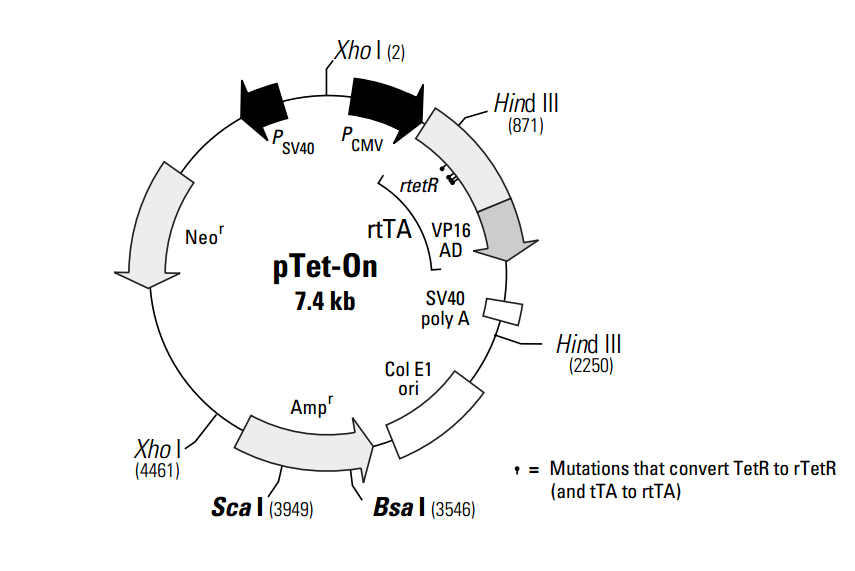 ptet-on 质粒图谱
