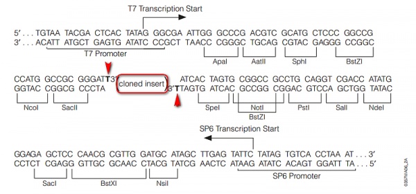 T载体插入位点示意图