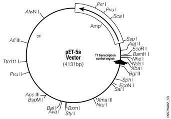 pET-5a(+) 质粒图谱
