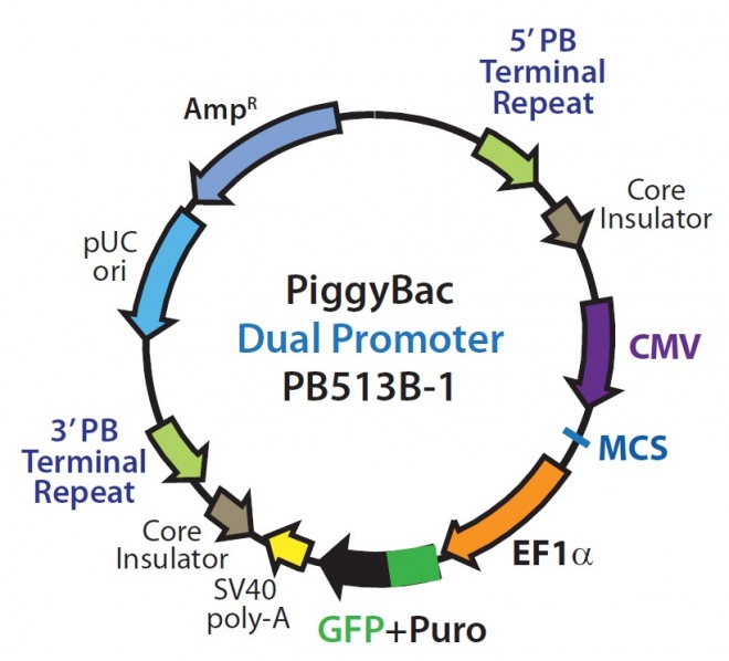 PiggyBac Dual Promoter 质粒图谱