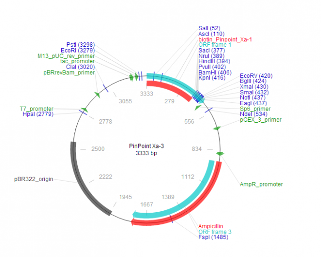 PinPoint Xa-3 质粒图谱