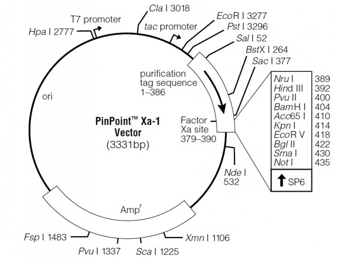 PinPoint Xa-1 质粒图谱