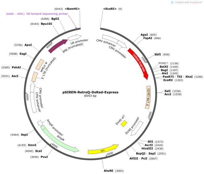 RNAi-Ready pSIREN-RetroQ-DsRed-Express Vector Map