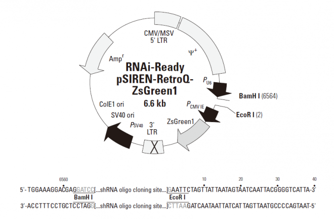 RNAi-Ready pSIREN-RetroQ-ZsGreen 质粒图谱