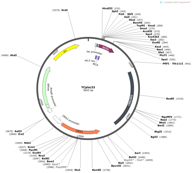 YCplac33质粒图谱