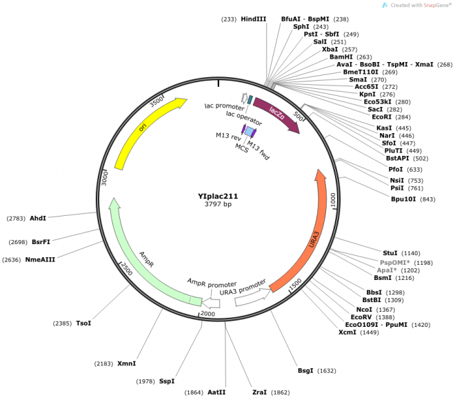 YIplac211 质粒图谱