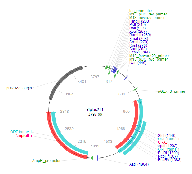 YIplac211 载体图谱