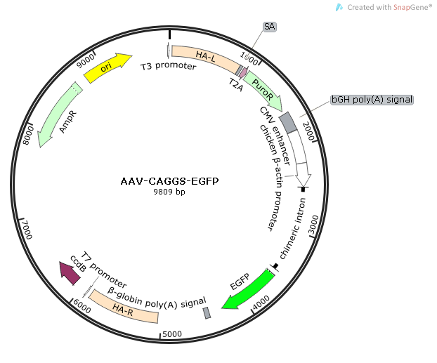 AAV-CAGGS-EGFP质粒图谱