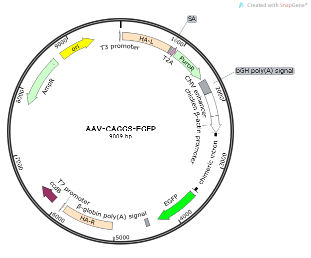 AAV-CAGGS-EGFP質(zhì)粒圖譜