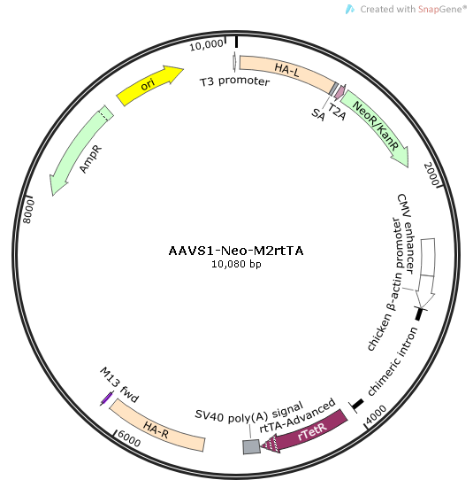 AAVS1-Neo-M2rtTA质粒图谱