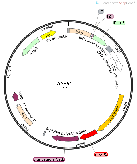 AAVS1-TF质粒图谱
