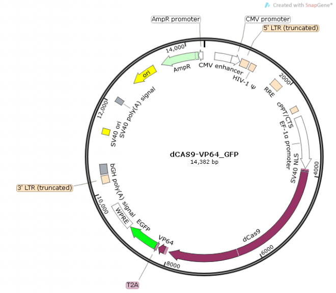 dCAS9-VP64_GFP质粒图谱