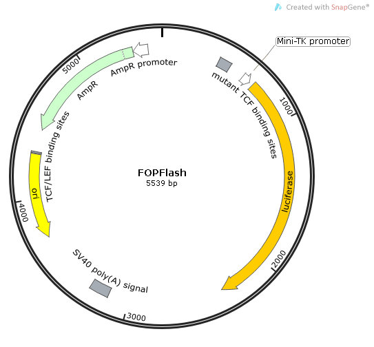 FOPFlash质粒图谱