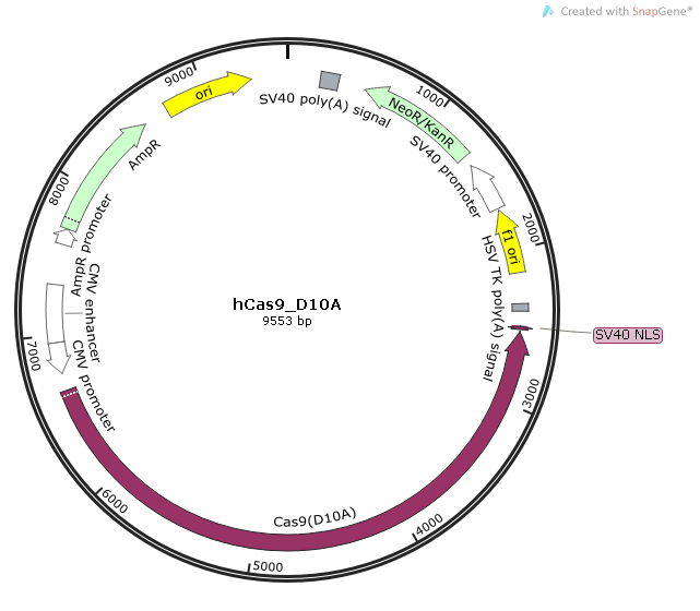 hCas9_D10A质粒图谱