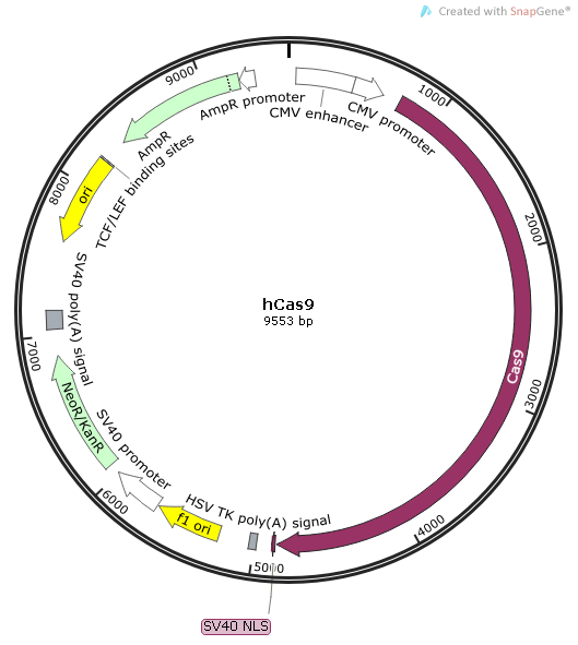 hCas9质粒图谱