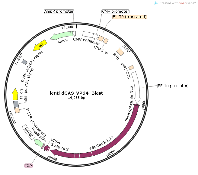lenti dCAS-VP64_Blast质粒图谱