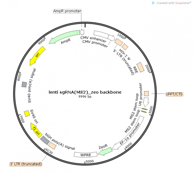 lenti sgRNA(MS2)_zeo backbone质粒图谱