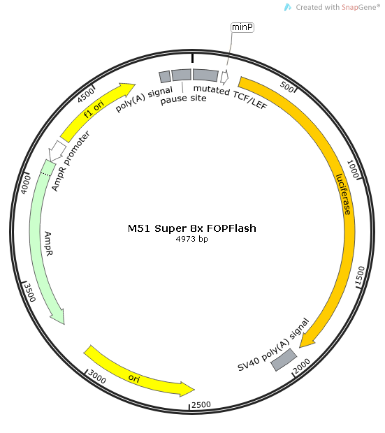 M51 Super 8x FOPFlash (TOPFlash mutant)信号通路报告载体-BioVector 