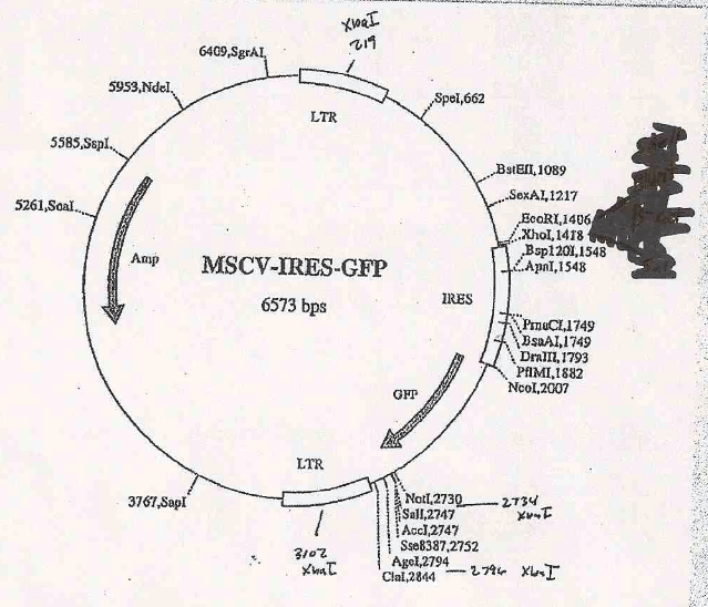 MSCV-IRES-EGFP质粒图谱