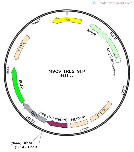 MSCV-IRES-GFP质粒图谱