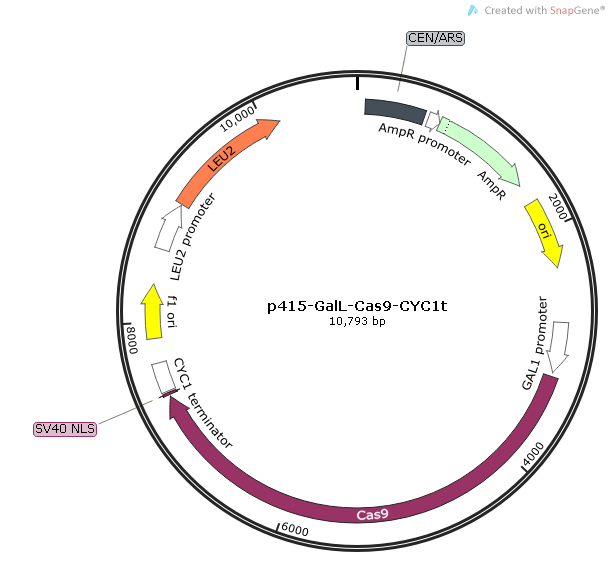 p415-GalL-Cas9-CYC1t质粒图谱