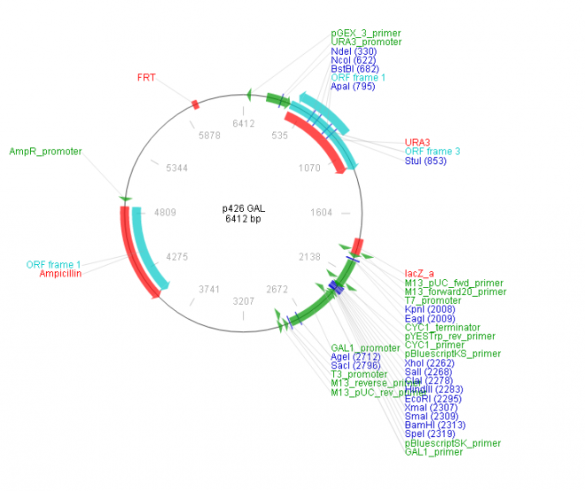 p426 GAL 质粒图谱