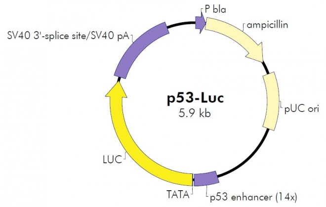 p53-Luc 质粒图谱