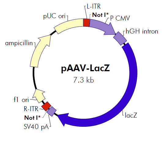 pAAV-LacZ 质粒图谱