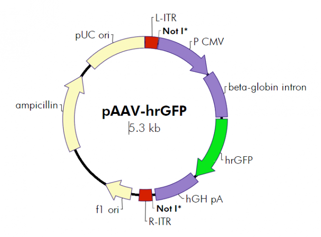 pAAV-hrGFP 质粒图谱