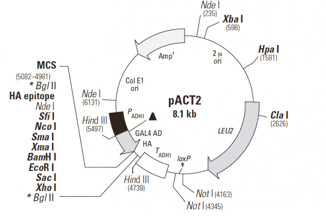 pACT2 AD 质粒图谱