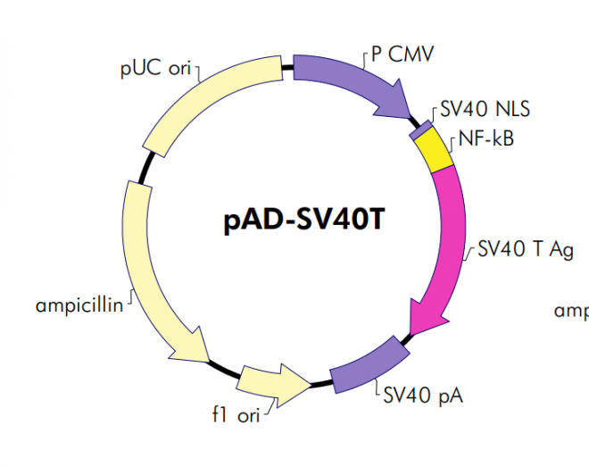 pAD-SV40T 质粒图谱