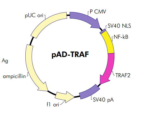 pAD-TRAF质粒图谱