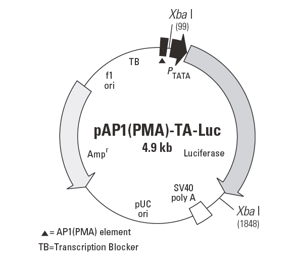 pAP1(PMA)-TA-Luc 质粒图谱