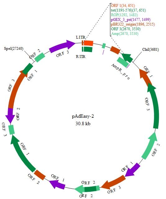 pAdEasy-2 质粒图谱