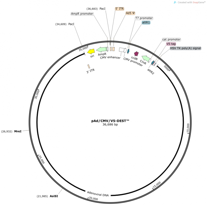 pAd/CMV/V5-DEST 载体图谱