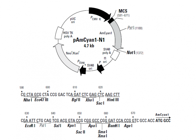 pAmCyan-N1 质粒图谱