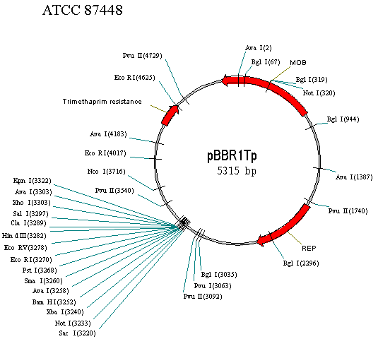 pBBR1Tp 质粒图谱