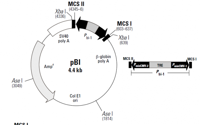 pBI Tet质粒图谱