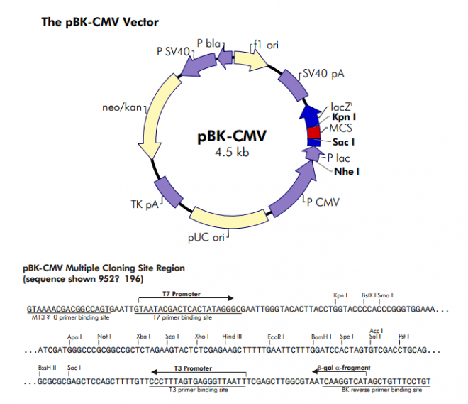 pBK-CMV 质粒图谱