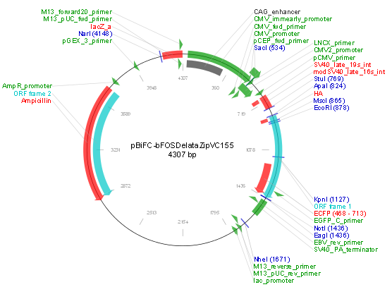 pBiFC-bFos(deltaZIP)VC155 质粒图谱