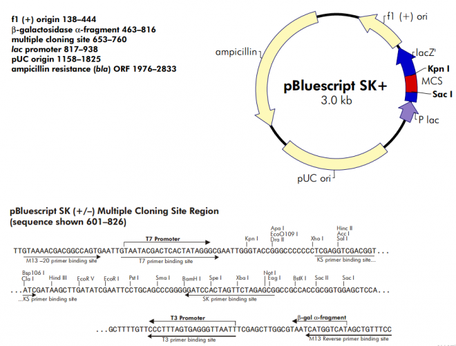 pBlueScript SK(+) 质粒图谱