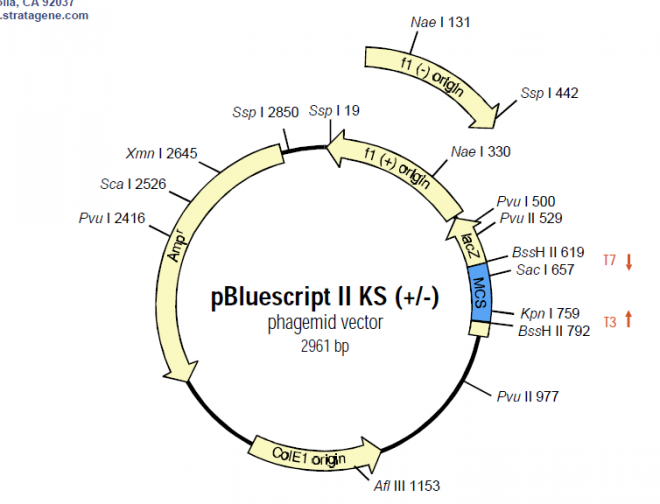 pBluescript II KS(-)质粒图谱