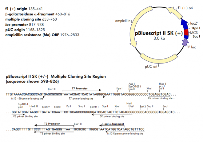 pBluescript II SK(+) 质粒图谱