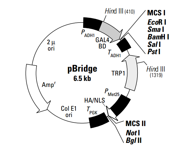 pBridge 质粒图谱