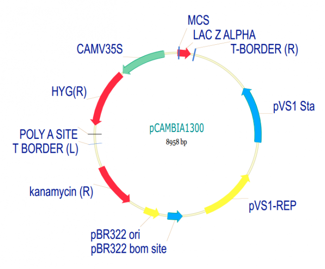 pCAMBIA1300 质粒图谱