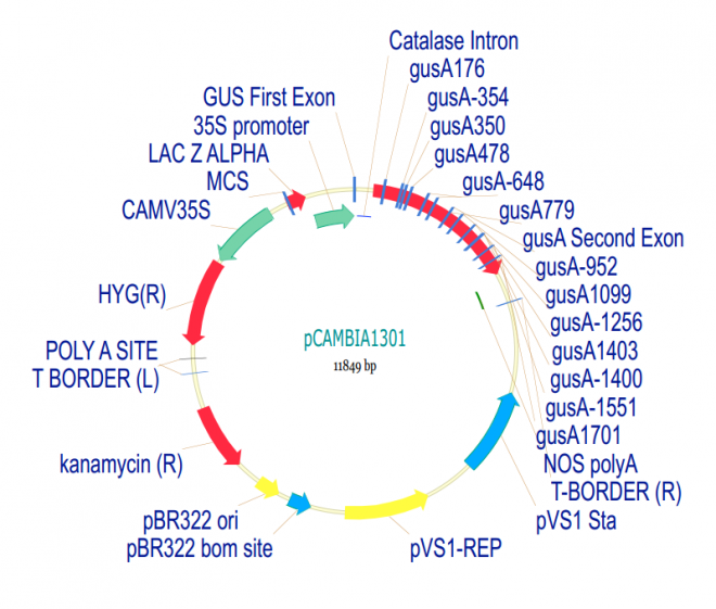 pCAMBIA1301 质粒图谱