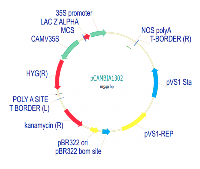 pCAMBIA1302 质粒图谱